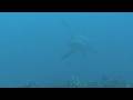 Thresher Shark Malapascua
