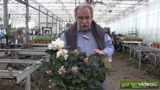 #1046 Rhododendron Cunninghams White 