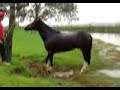 Outro Banho Cavalo Crioulo