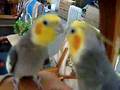 My cockatiel chikorita singing in front of mirror (#10)