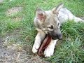 Saarlooswolfhund-Welpe Aliyah