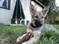 Saarlooswolfhund-Welpe Aliyah