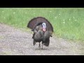 Ver Video
