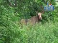 Łosie koło Urzędu Gminy Stare Babice