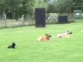 Obedience Prüfung Video Gruppenarbeit Otti