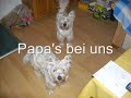 Hundewelpen Hundewelpen