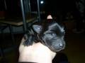 Hundewelpen