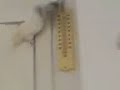 sapik kuslar1 - Hayvan Videoları