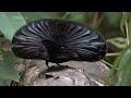 Weird Bird of Paradise