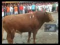 Coria (Caceres) San Juan 2007 24 junio toro de la tarde