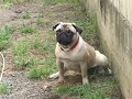 A DOG\