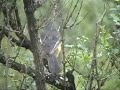 White-throated Robin