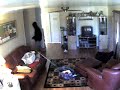 Stupid Burglar 2