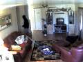 Stupid Burglar 2