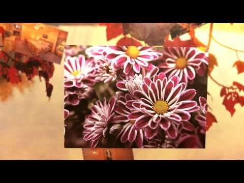 Living in Paradise Video Tour