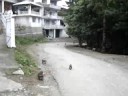 Guys traped by monkey in Ayubia