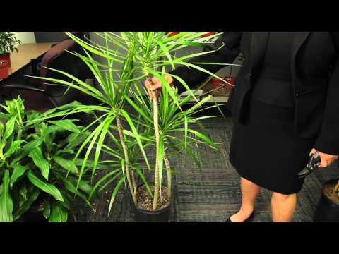 how to replant dracaena marginata