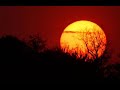 sunchyme