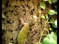 gouden gekko (Gekko ulikovskii) golden gecko