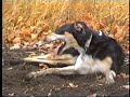 russian borzoi hunting 2 russian borzoi hunting 2