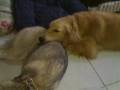Golden Retriever (Meadow)