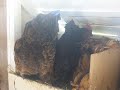 Over Crowded Chickens Nest Box