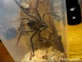 Selenops Selenops