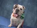 CW39 Halloween Pet Contest Promo Outtakes