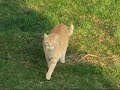 Foxpro game caller calls in cat Foxpro game caller calls in cat