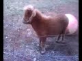 Horse playing with a ball