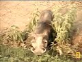 A close escape for the warthog A close escape for the warthog