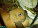 In Loving Memory Of Nutmeg