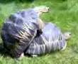 Tortue de terre : Radiated Tortoise Mating SEX With Sound