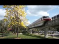 Tabebuia Tree Theme Park Rock Video: A look at a ...
