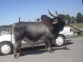 Accidently tourist: Kingdom Animalia