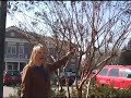 Gardenmagik , Pruning Crape Myrtles, Back to the Garden