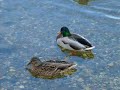 Duckroll