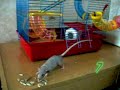 Hairless rat . How to steal 8 seeds in 45 sec. Hairless rat . How to steal 8 seeds in 45 sec.