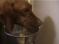A worrying number of UK vizslas have been diagnosed with myositis affecting the masseter and temporal muscles. This clip shows typical eating difficulties.