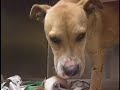 Michael Vick Dog fighting Charges Spark Public Outcry