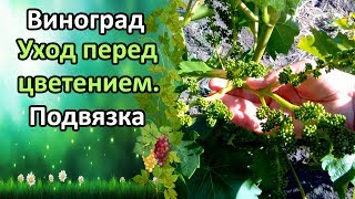 Выращиваем табак семена Выращиваем табак семена
