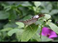 Butterflies, flowers, colorful music endangerd