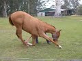 Handz Off Zip PHAA Gelding