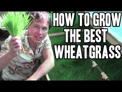 how to harvest wheatgrass seeds