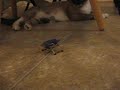 Turbo Hexbug