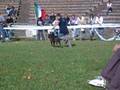 videos de thor campione