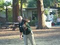 my trip to the sacramento zoo:harris hawk takes flight