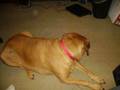 Hooch