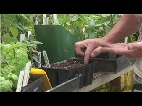 how to fertilize okra