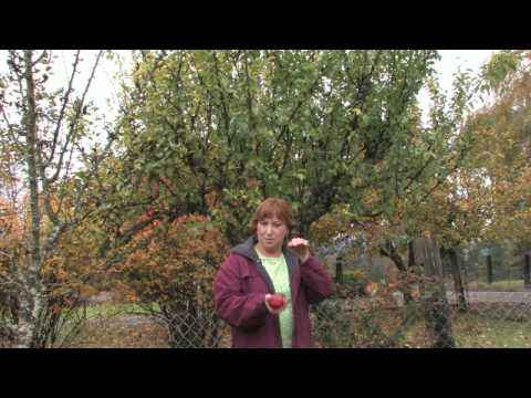 how to care plum tree